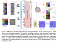 Sensor-Invariant Tactile Illustration for Zero-Shot Switch Throughout Imaginative and prescient-Based mostly Tactile Sensors